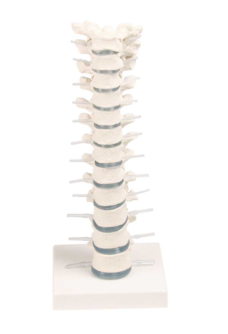 Produktbild Brustwirbelsäule mit Stativ
