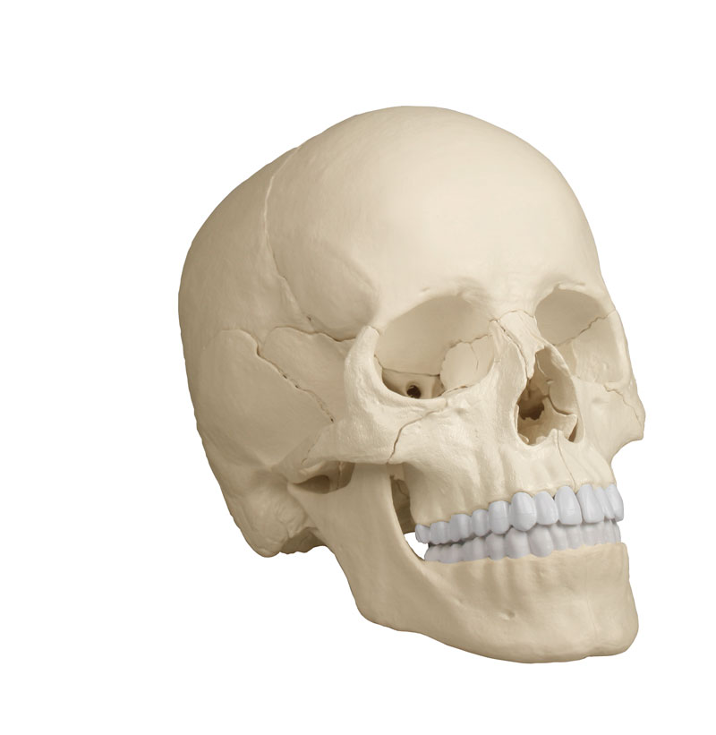 Produktbild Osteopathie-Schädelmodell, 22-teilig, anatomische Ausführung