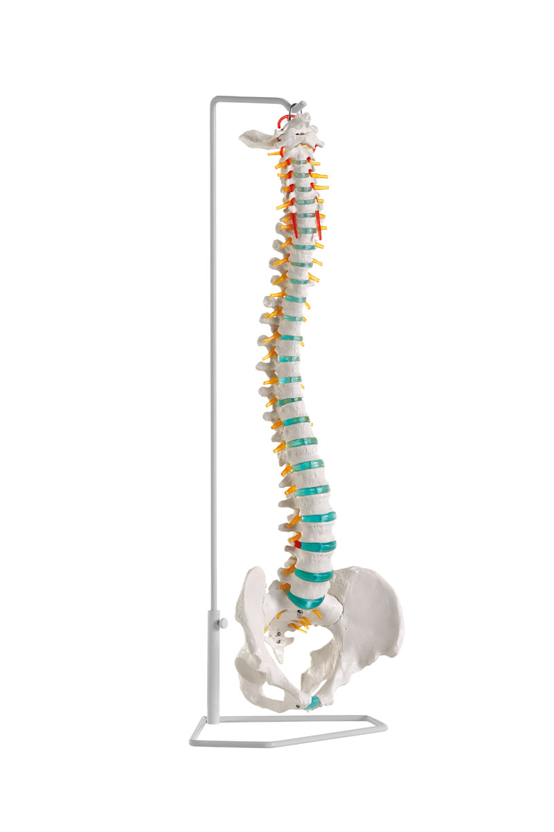 Produktbild Flexible Wirbelsäule