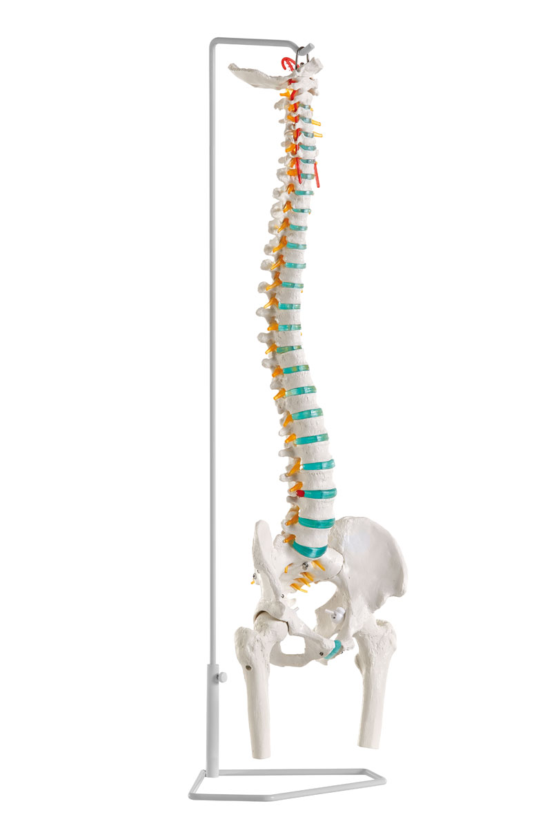 Produktbild Flexible Wirbelsäule, mit Oberschenkelstümpfen
