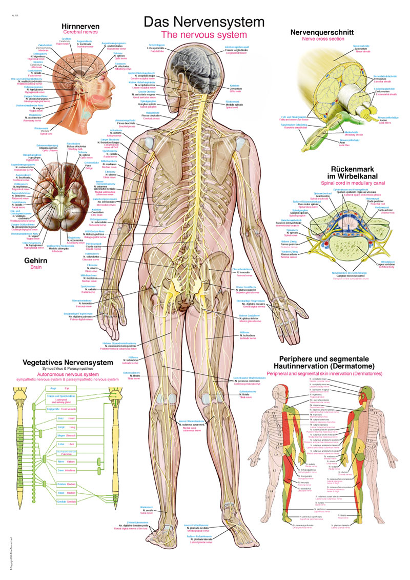 Produktbild Lehrtafel "Das Nervensystem"
