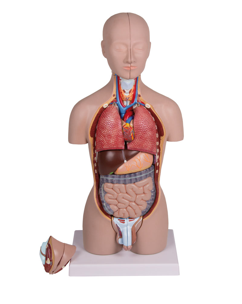 Produktbild Miniaturtorso, 16-teilig, zweigeschlechtig