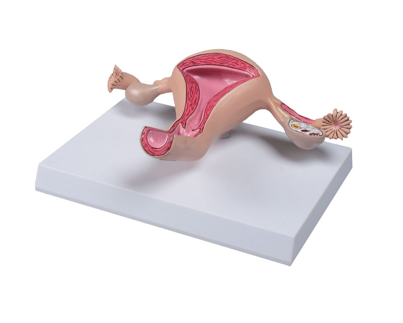 Produktbild Uterusmodell