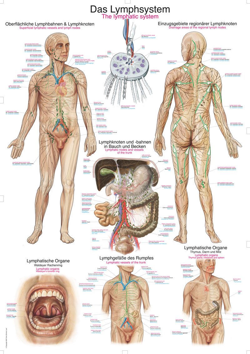 Lehrtafel "Das Lymphsystem", 50 x 70 cm Produktbild Lehrtafel "Das Lymphsystem", 50 x 70 cm