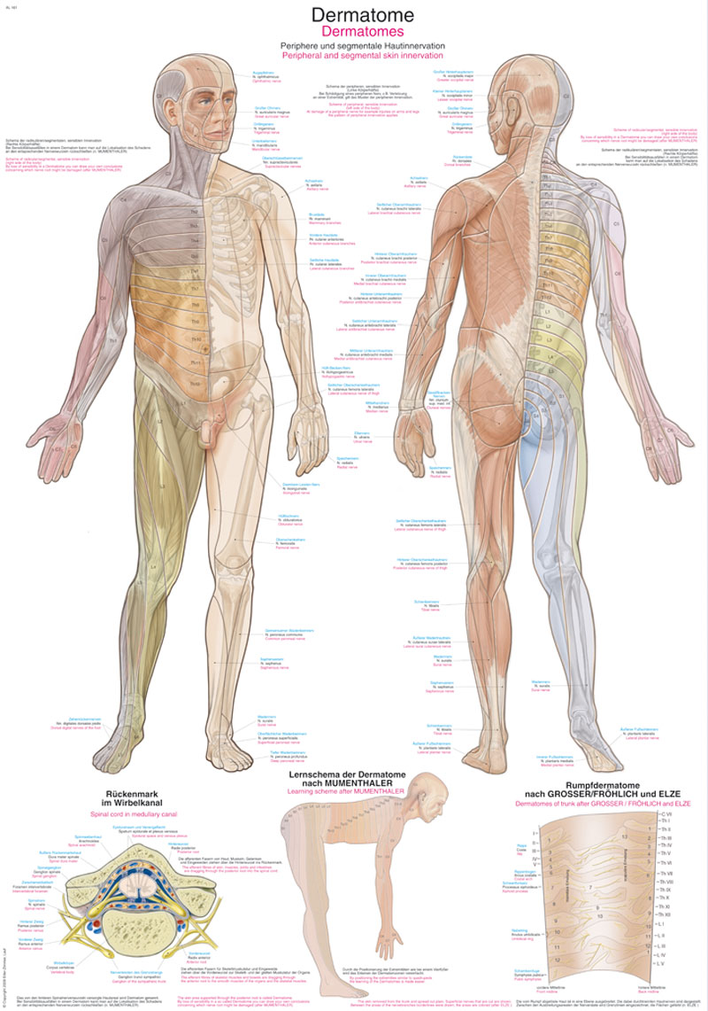 Lehrtafel "Dermatome", 50 x 70 cm Produktbild Lehrtafel "Dermatome", 50 x 70 cm