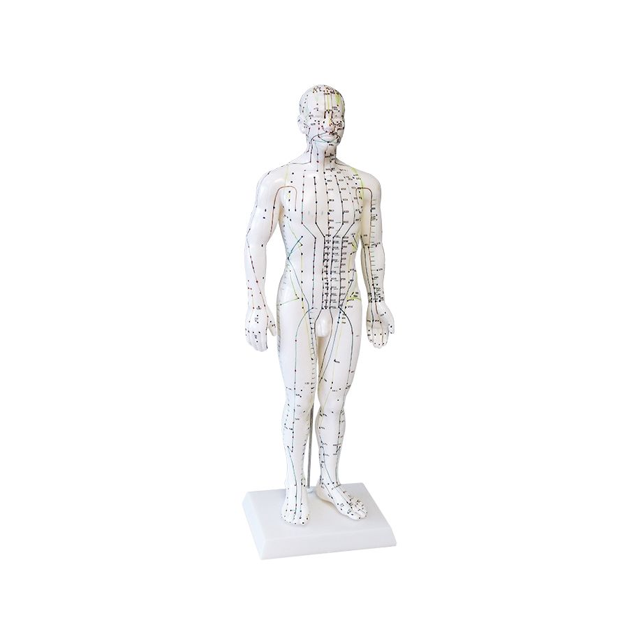 Akupunkturmodell Mann, 50 cm hoch Produktbild Akupunkturmodell Mann, 50 cm hoch